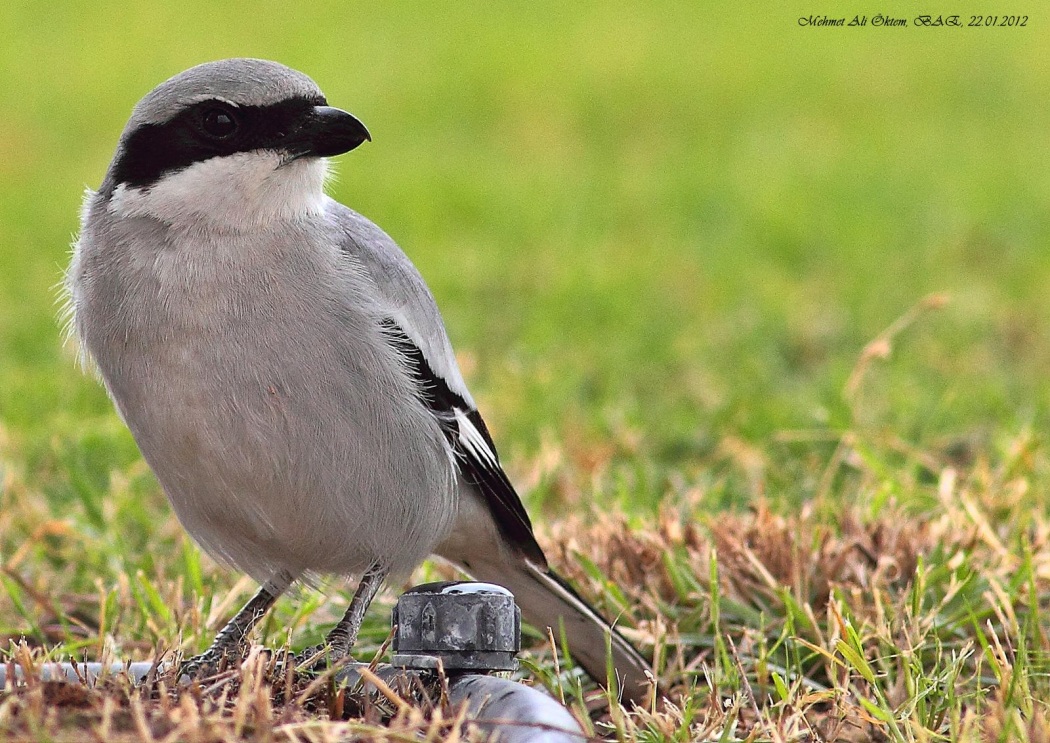 Büyük örümcekkuşu