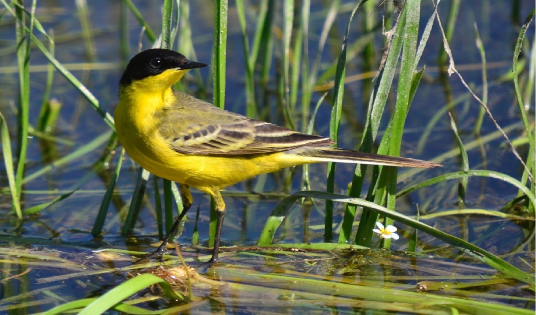 Sarı kuyruksallayan