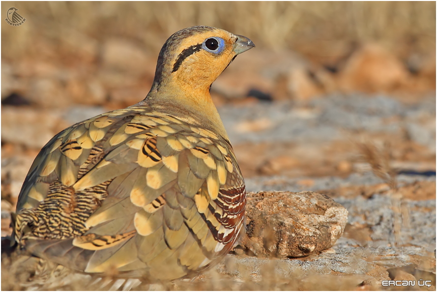 Kılkuyruk bağırtlak