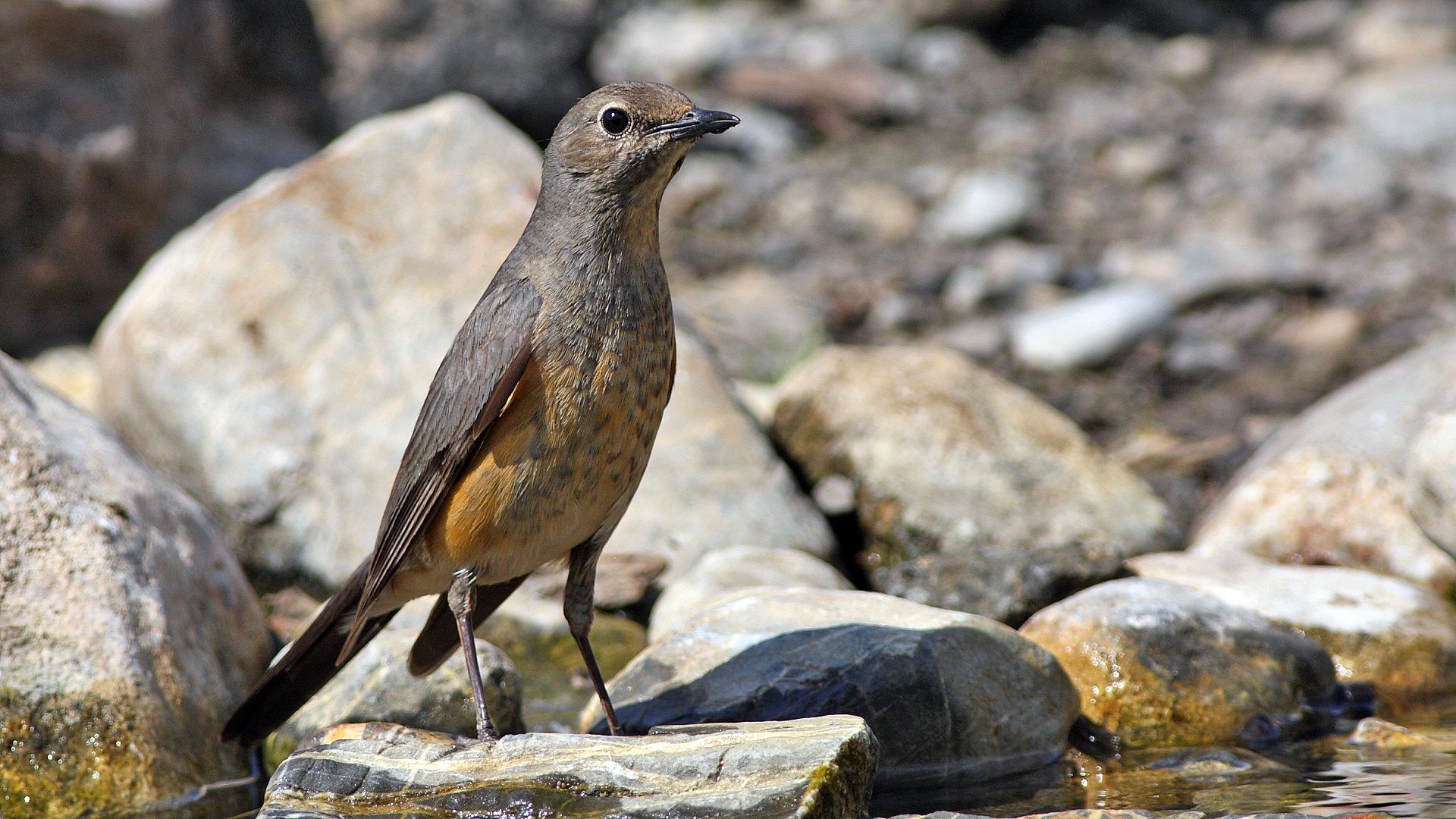 Taşbülbülü » White-throated Robin » Irania gutturalis