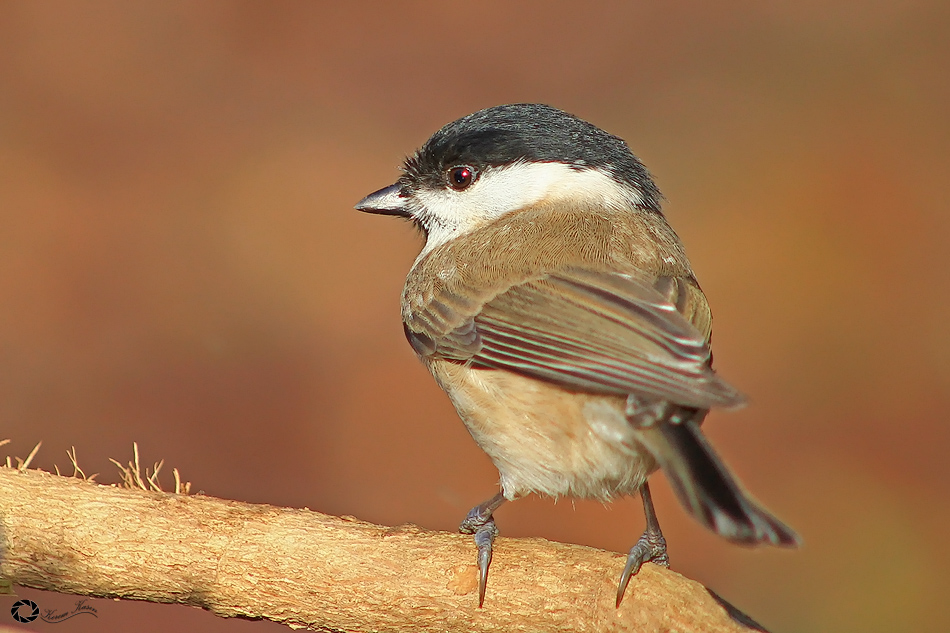 Kayın baştankarası