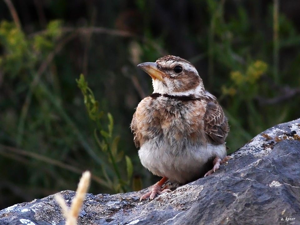 Küçük boğmaklı toygar