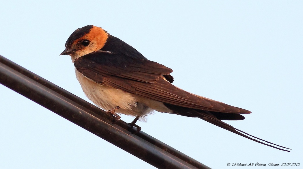 Kızıl kırlangıç