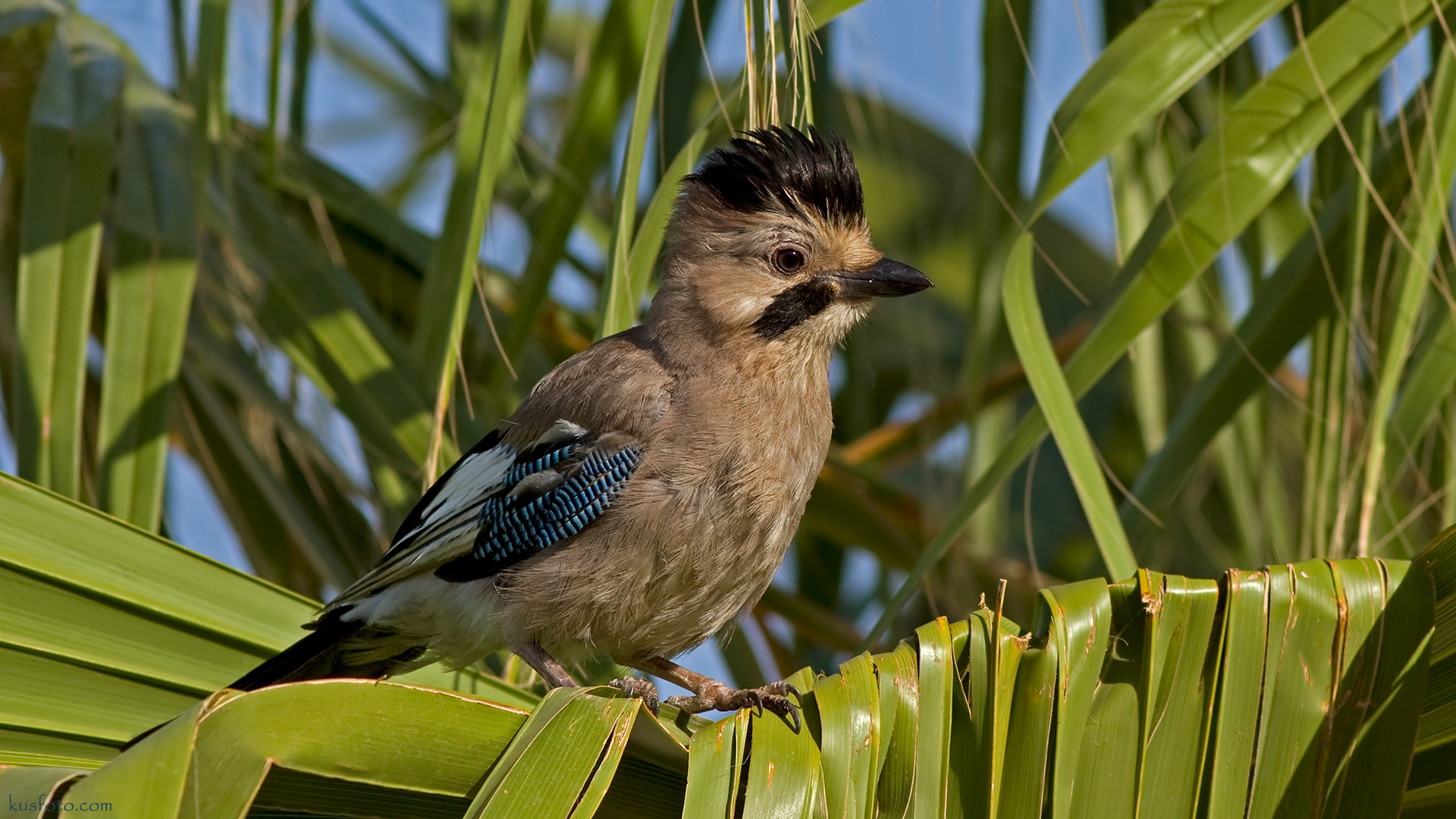 Alakarga » Eurasian Jay » Garrulus glandarius
