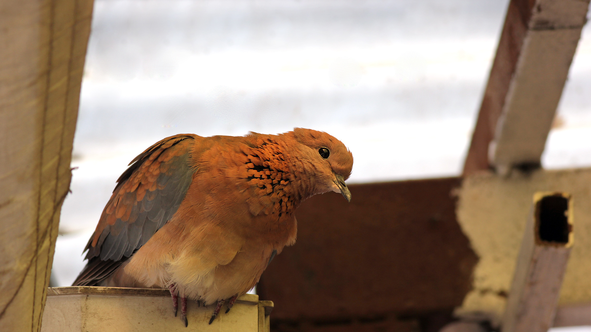 Küçük kumru » Laughing Dove » Spilopelia senegalensis