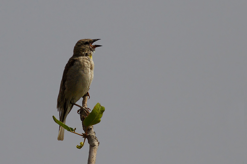 Sarıboğazlı serçe
