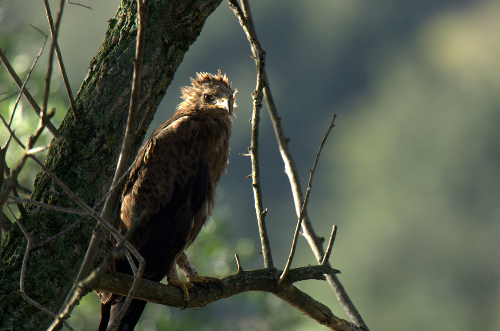 Küçük orman kartalı
