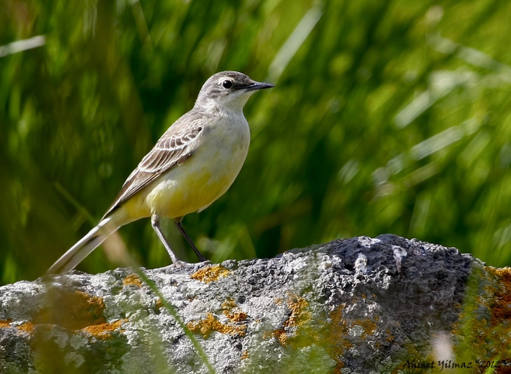 Sarı kuyruksallayan