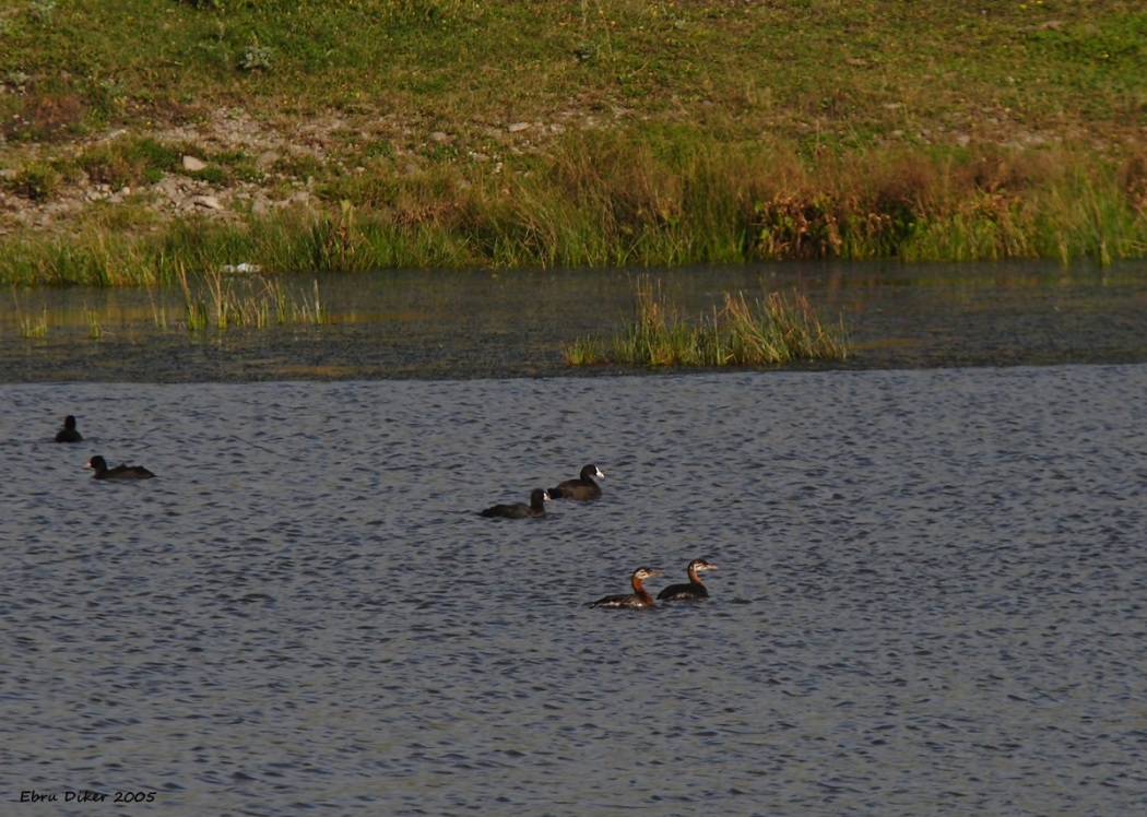 Kızılboyunlu batağan