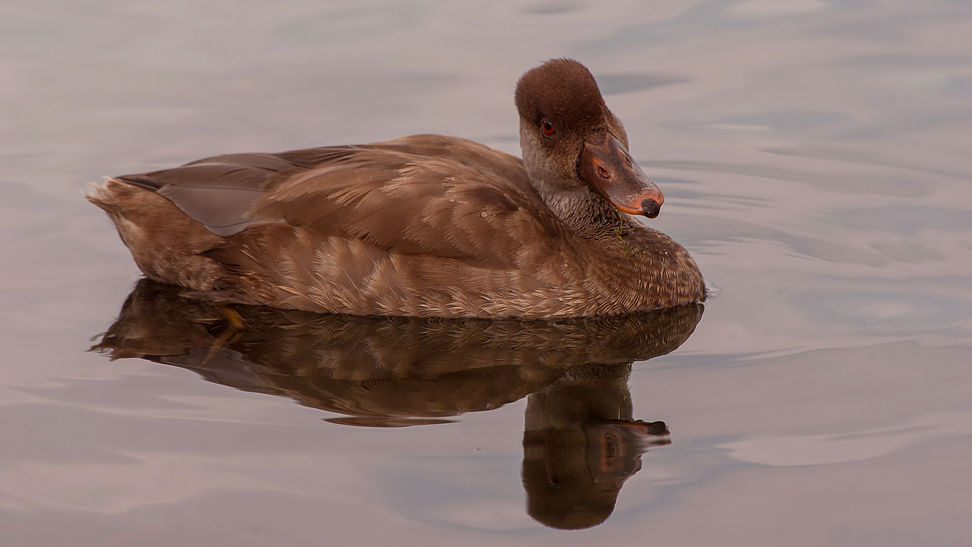 Macar ördeği » Red-crested Pochard » Netta rufina