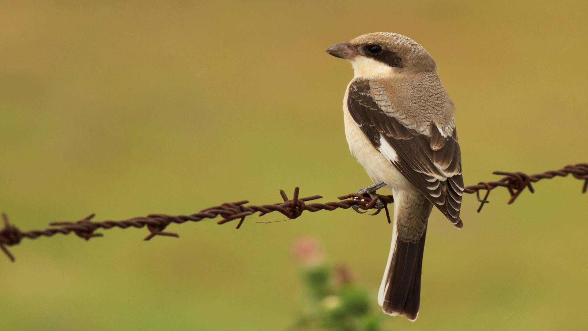 Karaalınlı örümcekkuşu
