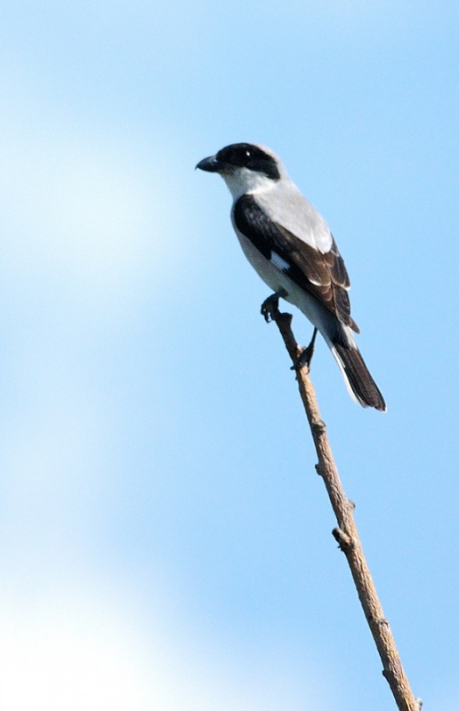 Karaalınlı örümcekkuşu