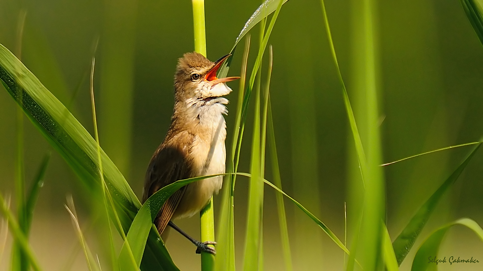 Büyük kamışçın