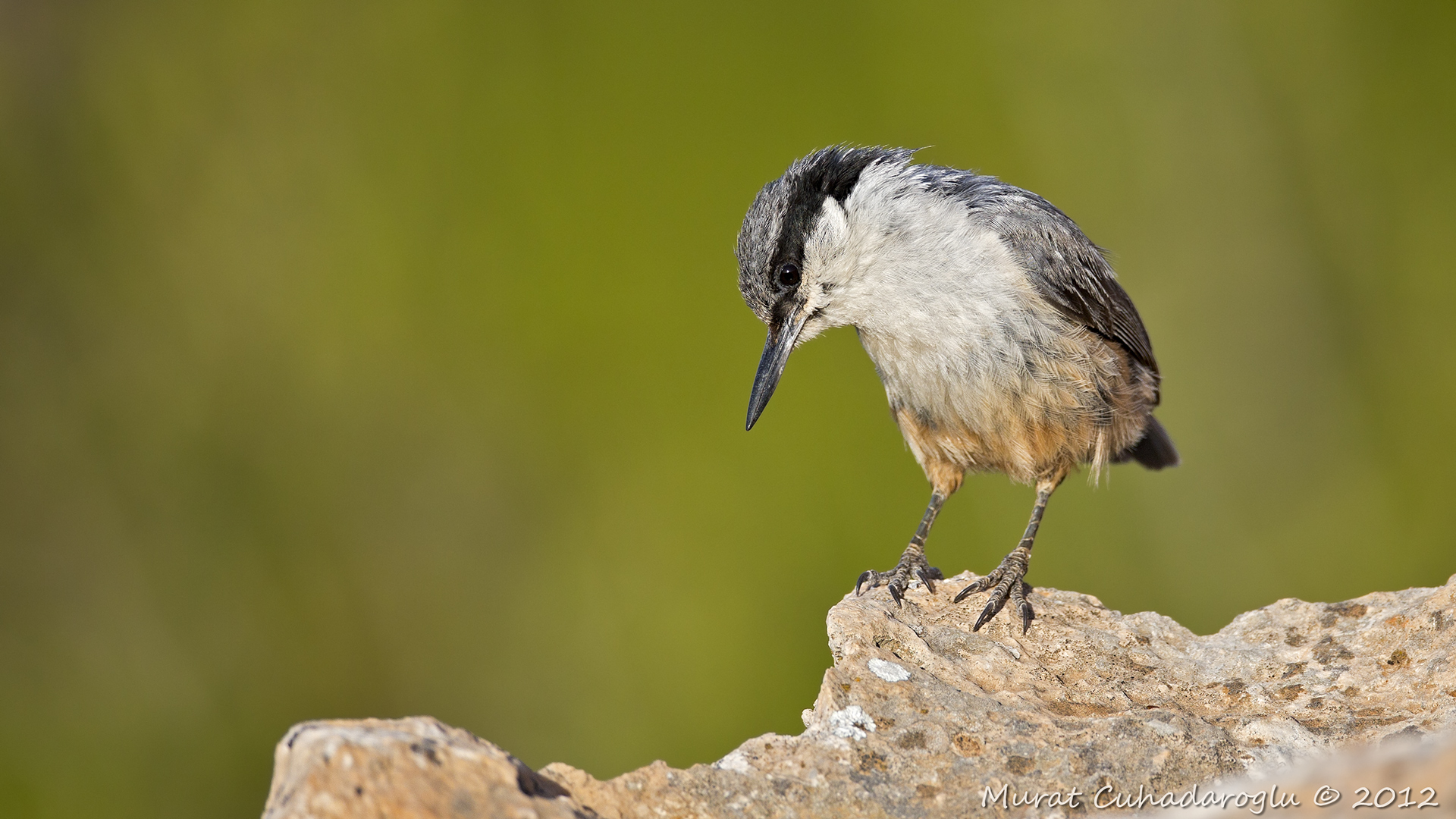 Büyük kaya sıvacısı