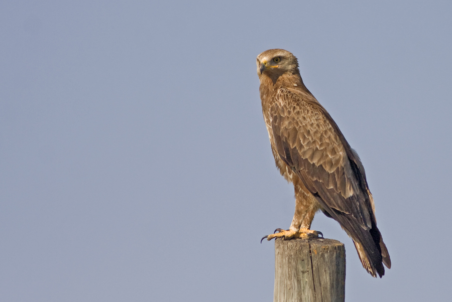 Küçük orman kartalı