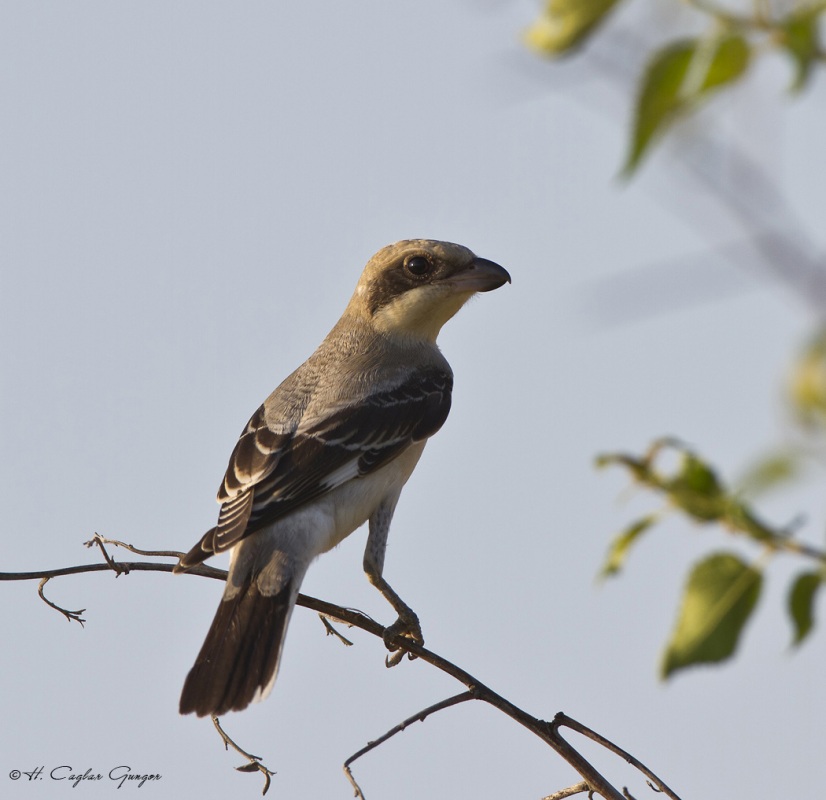 Karaalınlı örümcekkuşu
