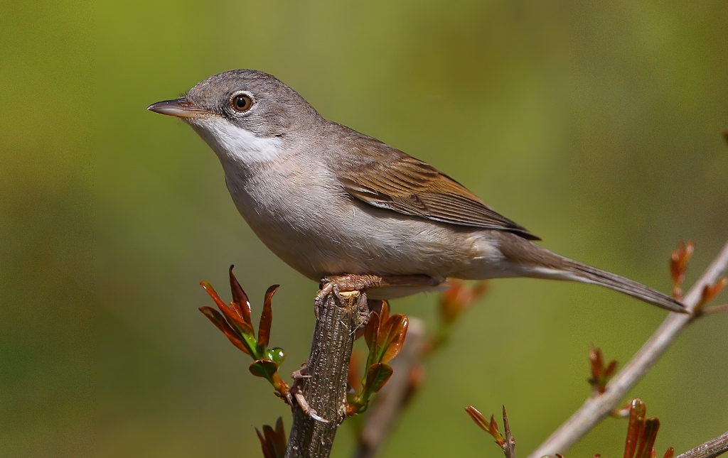 Akgerdanlı ötleğen