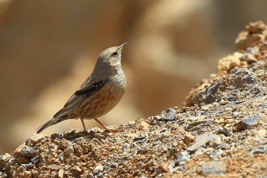 Büyük dağbülbülü
