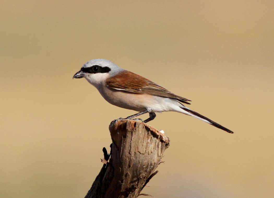 Kızılsırtlı örümcekkuşu