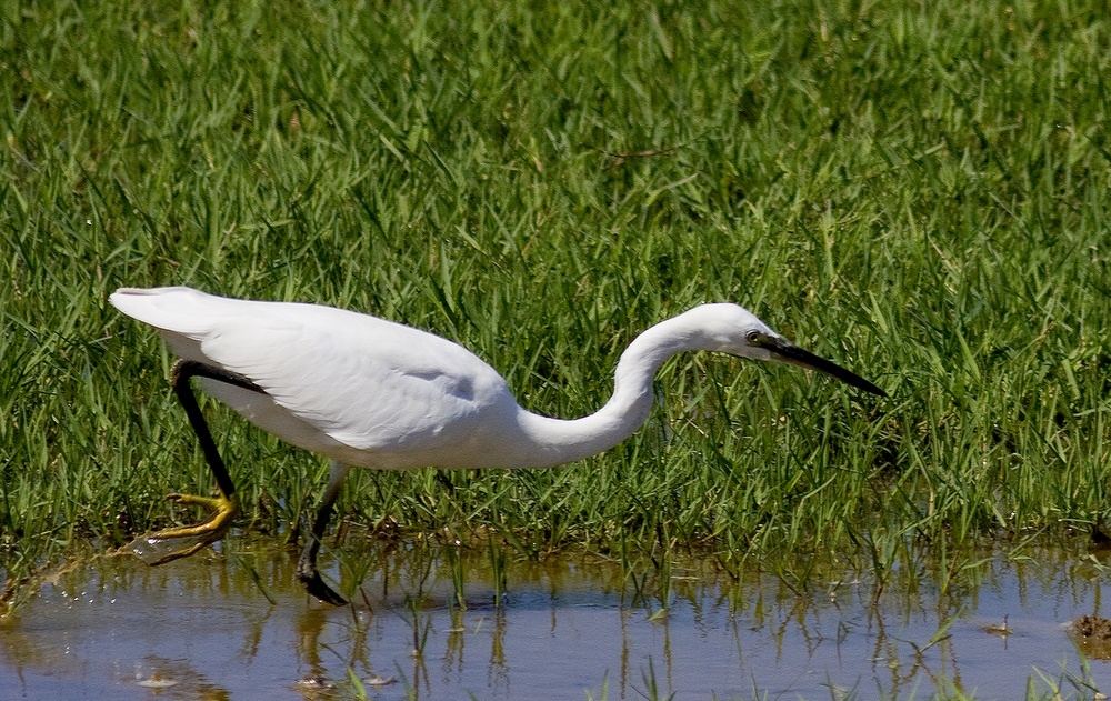 Küçük ak balıkçıl