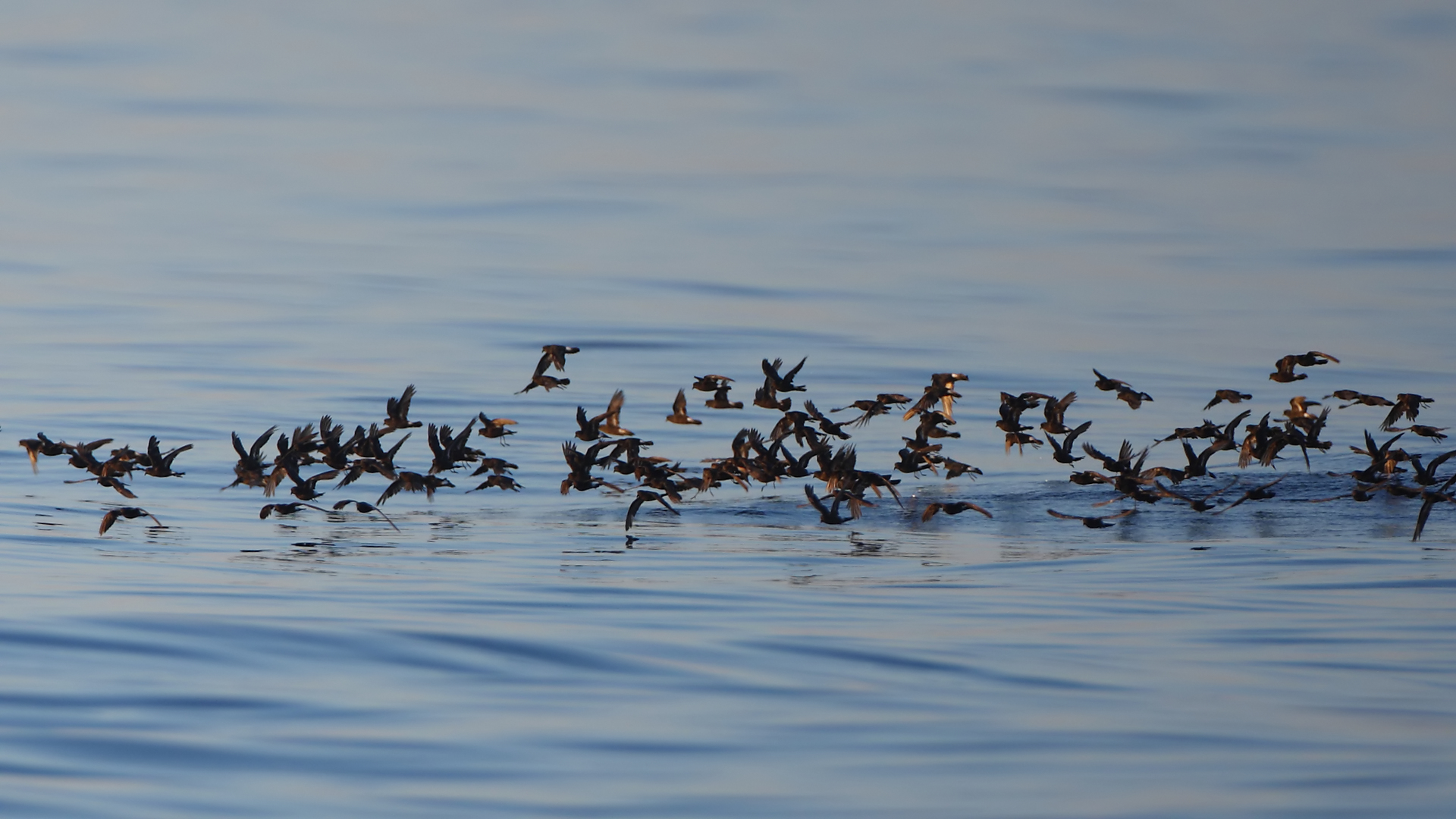 Fırtınakırlangıcı