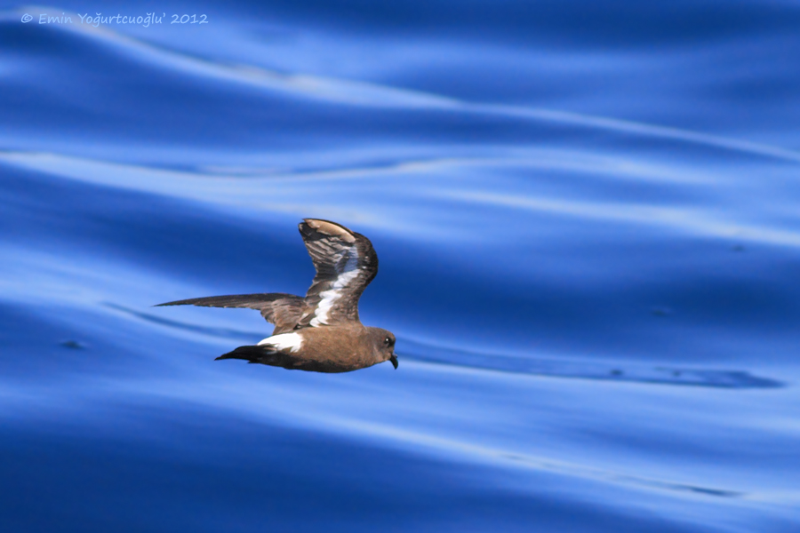 Fırtınakırlangıcı