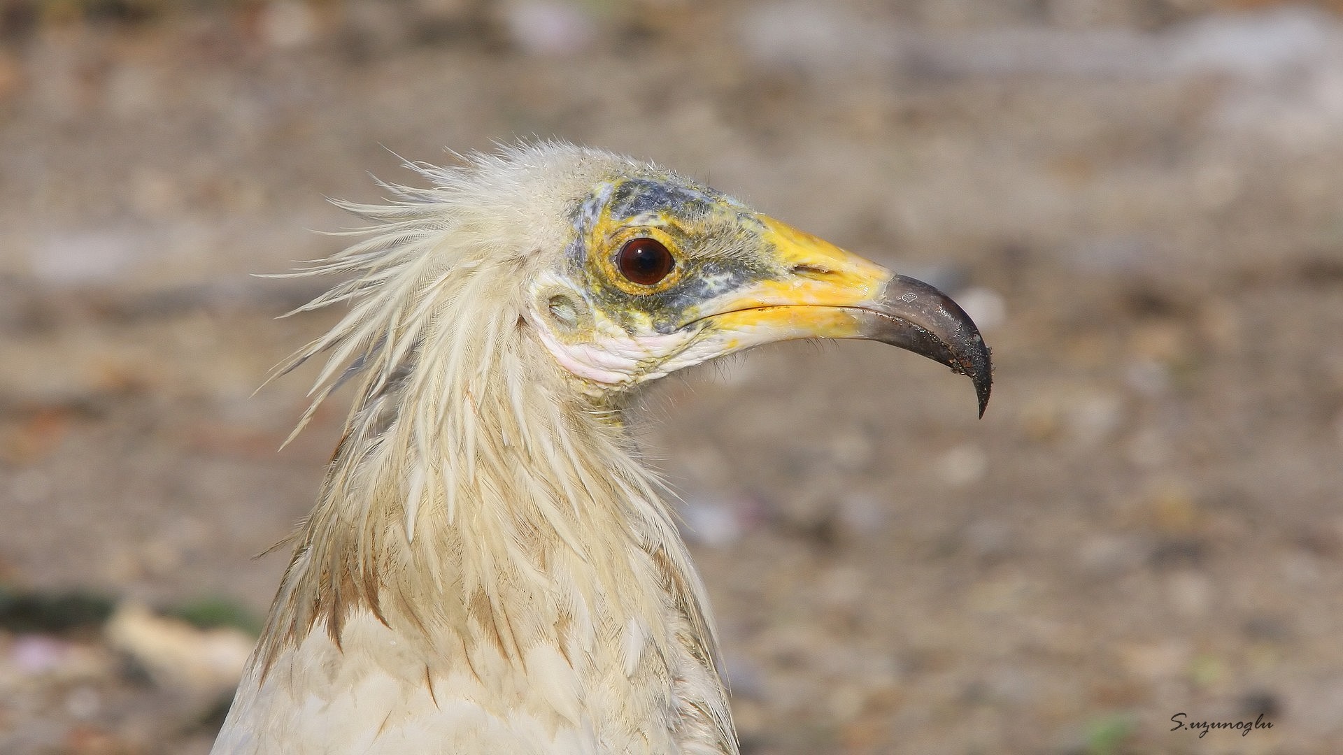 Küçük akbaba » Egyptian Vulture » Neophron percnopterus