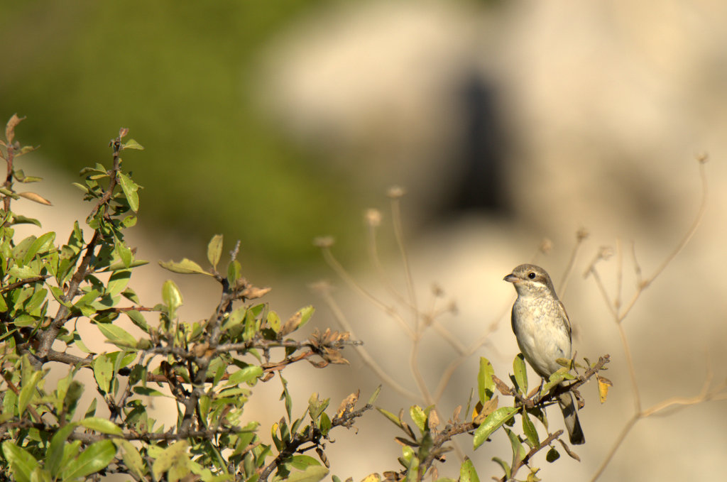 Kızılsırtlı örümcekkuşu