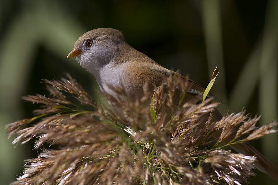 Bıyıklı baştankara
