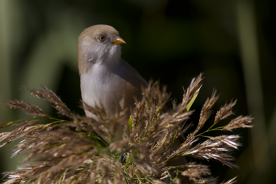 Bıyıklı baştankara