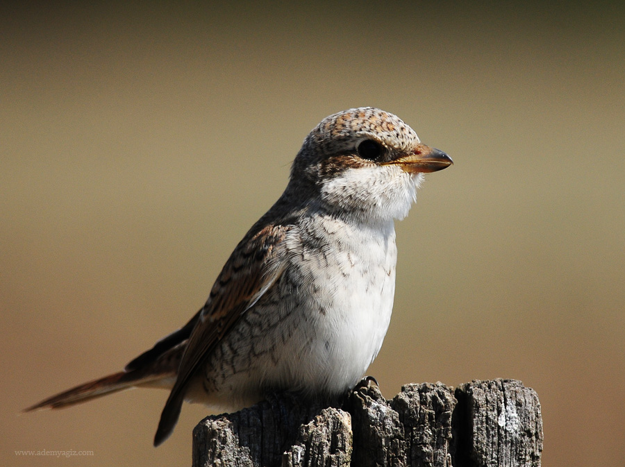 Kızılsırtlı örümcekkuşu