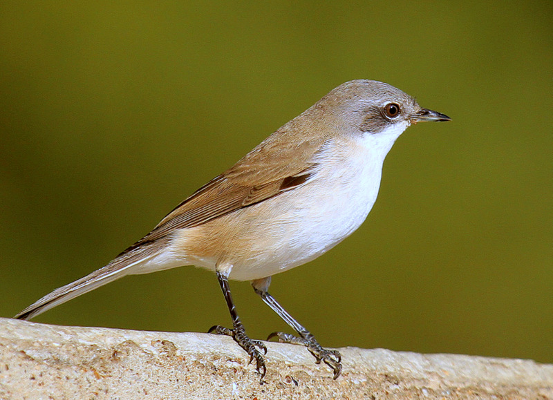 Küçük akgerdanlı ötleğen