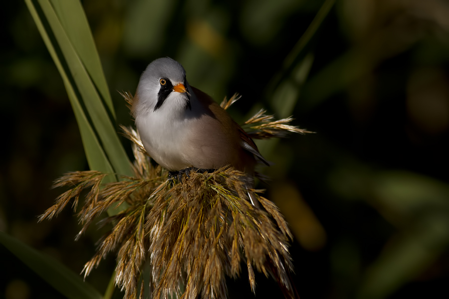 Bıyıklı baştankara