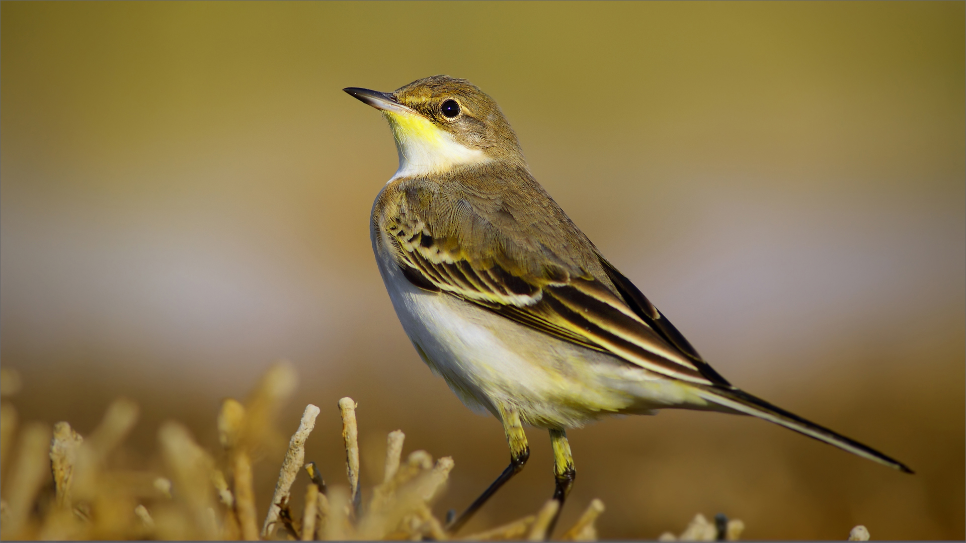 Sarı kuyruksallayan