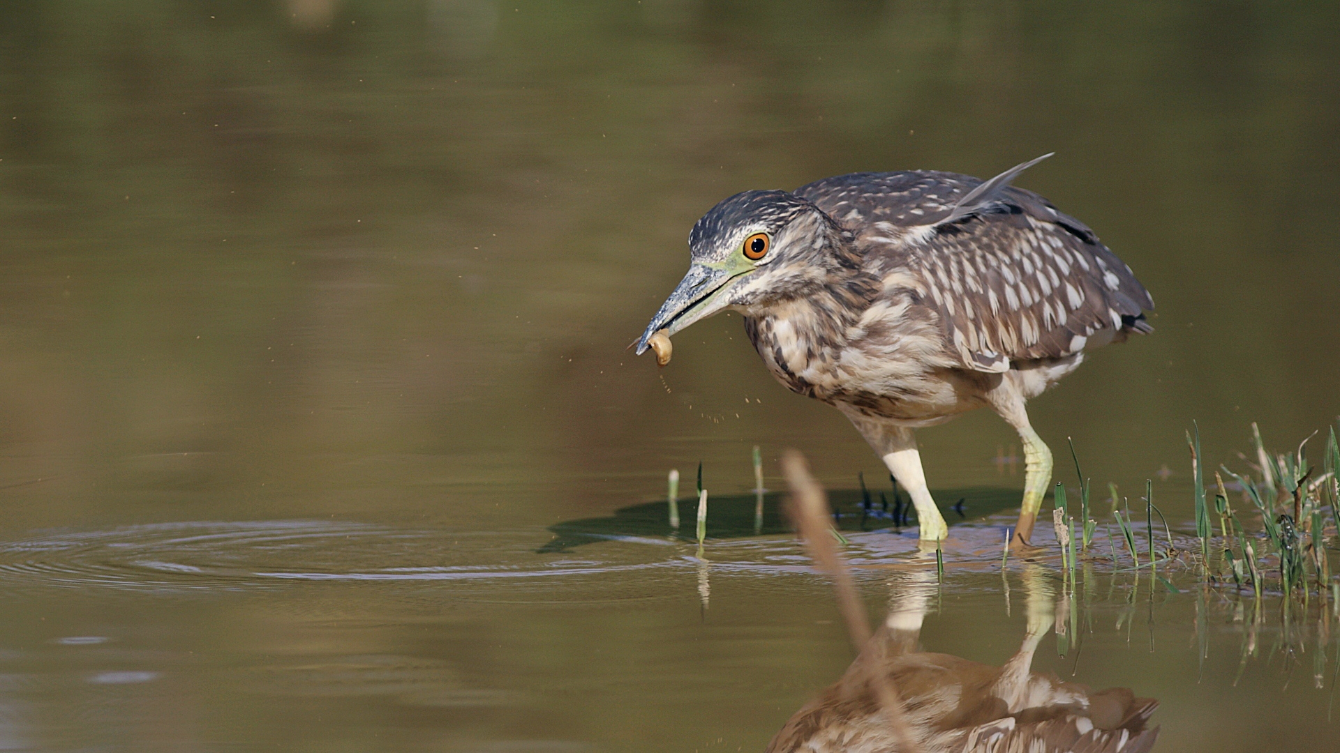 Gece balıkçılı » Black-crowned Night Heron » Nycticorax nycticorax