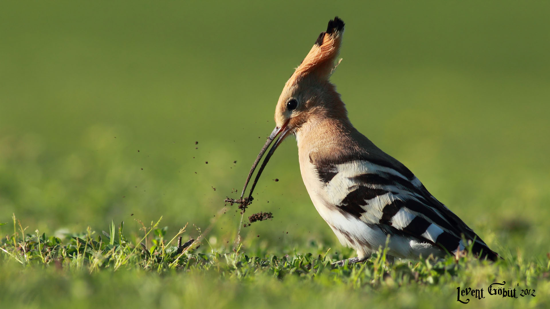 İbibik » Eurasian Hoopoe » Upupa epops