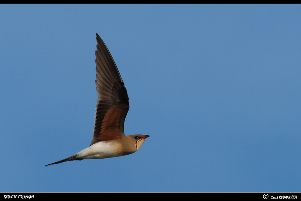 Bataklıkkırlangıcı