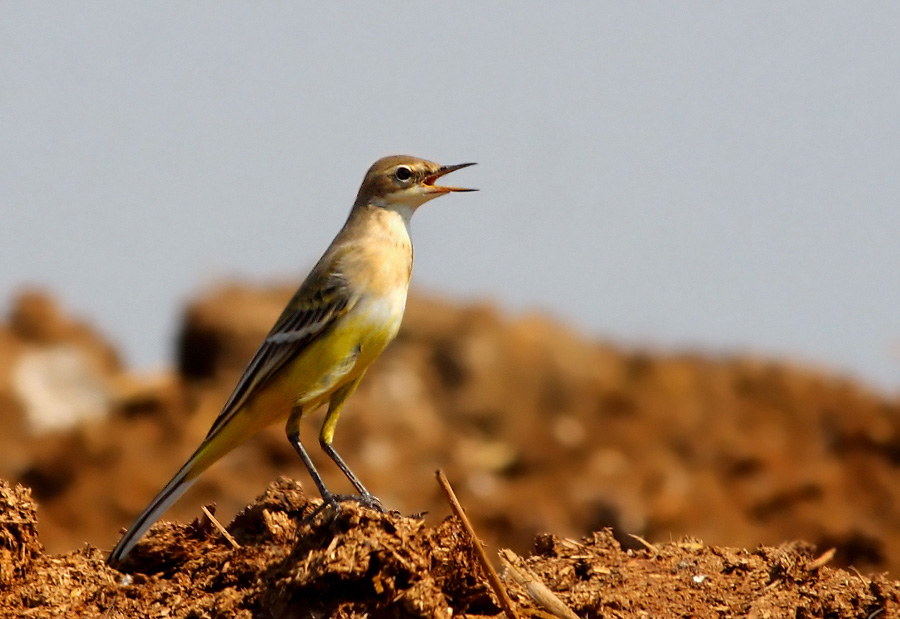 Sarı kuyruksallayan