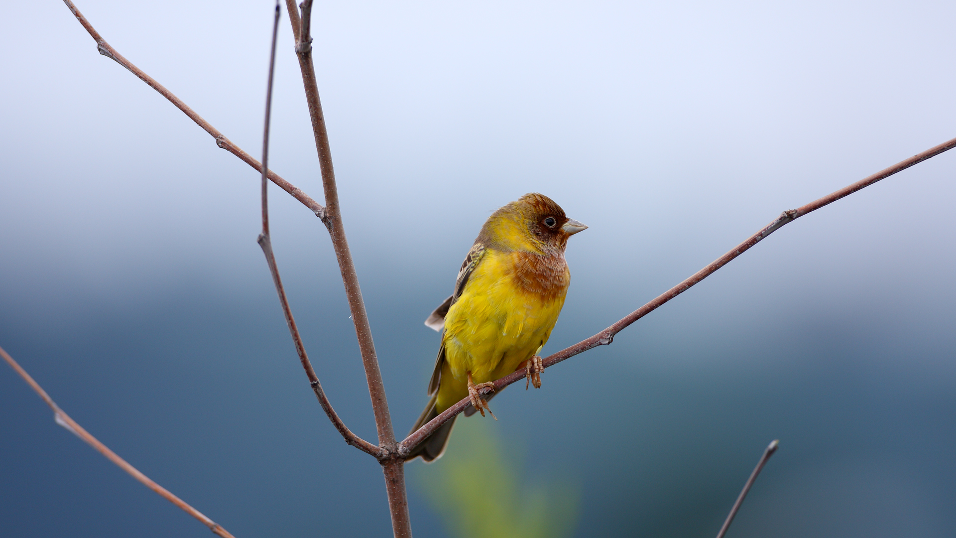 Kızılbaşlı kirazkuşu