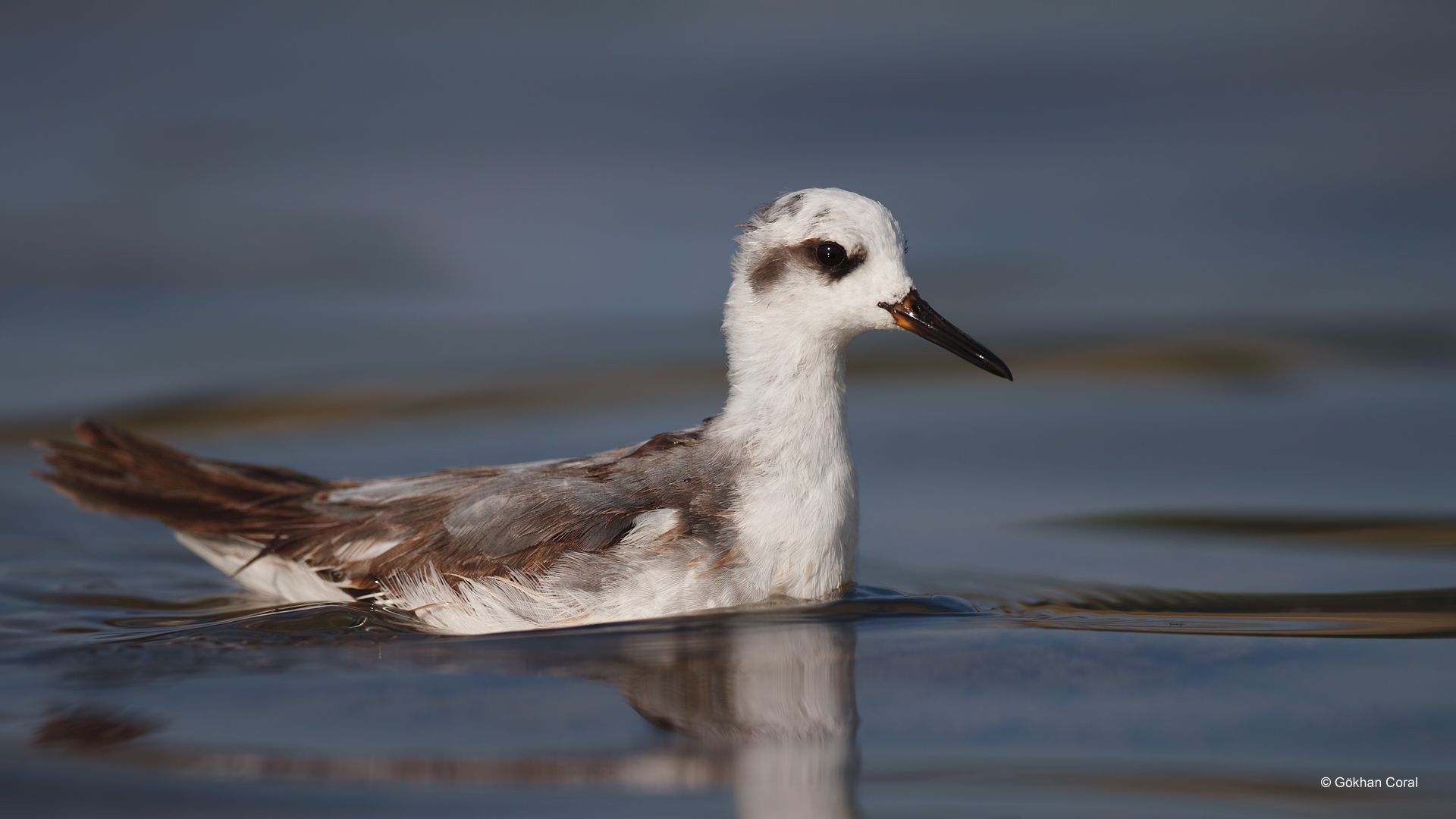 Kızıl denizdüdükçünü