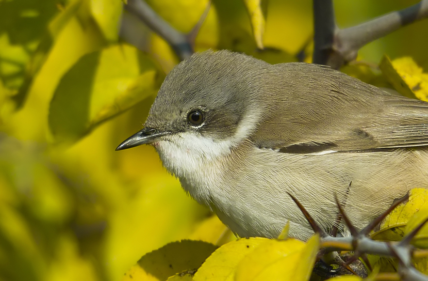 Küçük akgerdanlı ötleğen