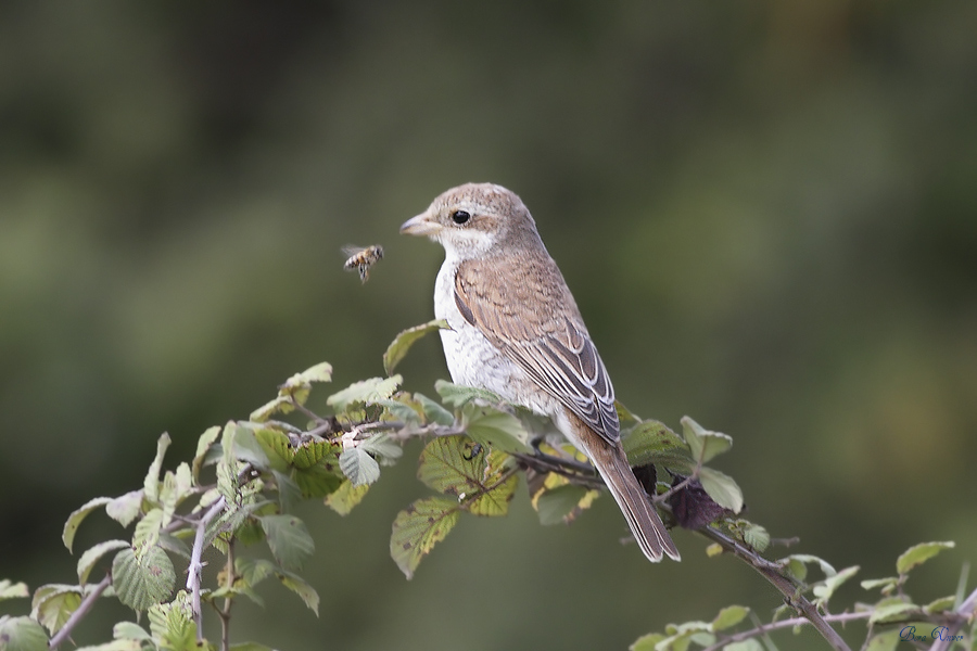 Kızılsırtlı örümcekkuşu