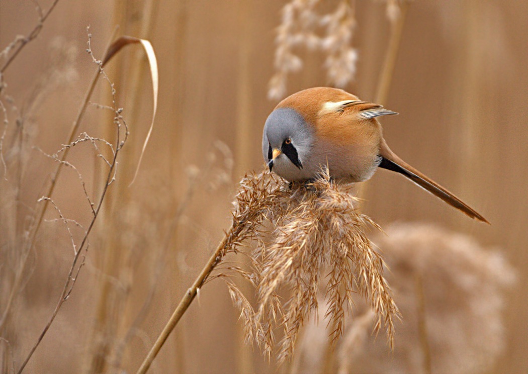 Bıyıklı baştankara