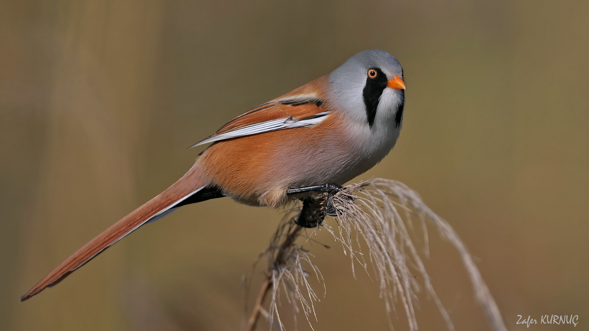 Bıyıklı baştankara