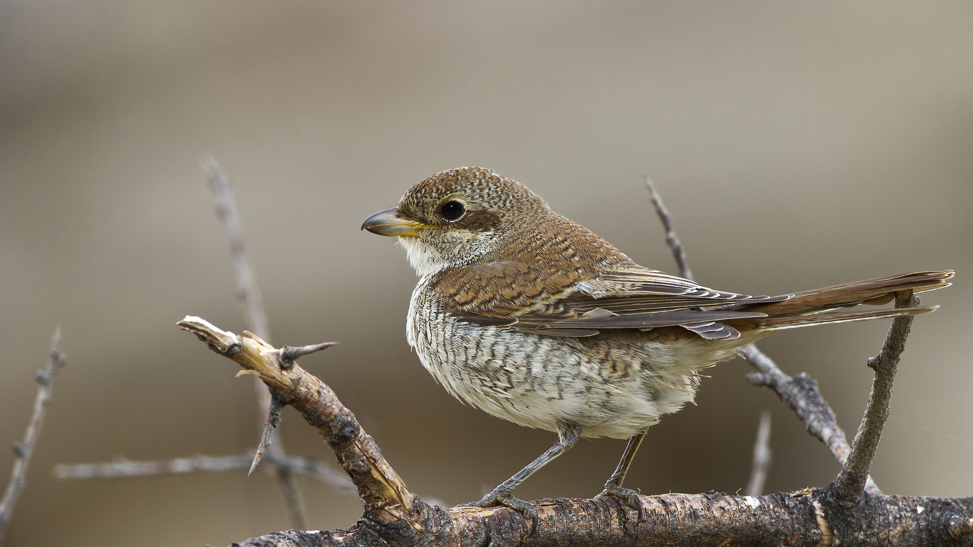 Kızılsırtlı örümcekkuşu