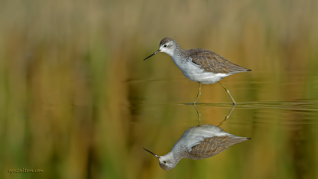 Bataklık düdükçünü
