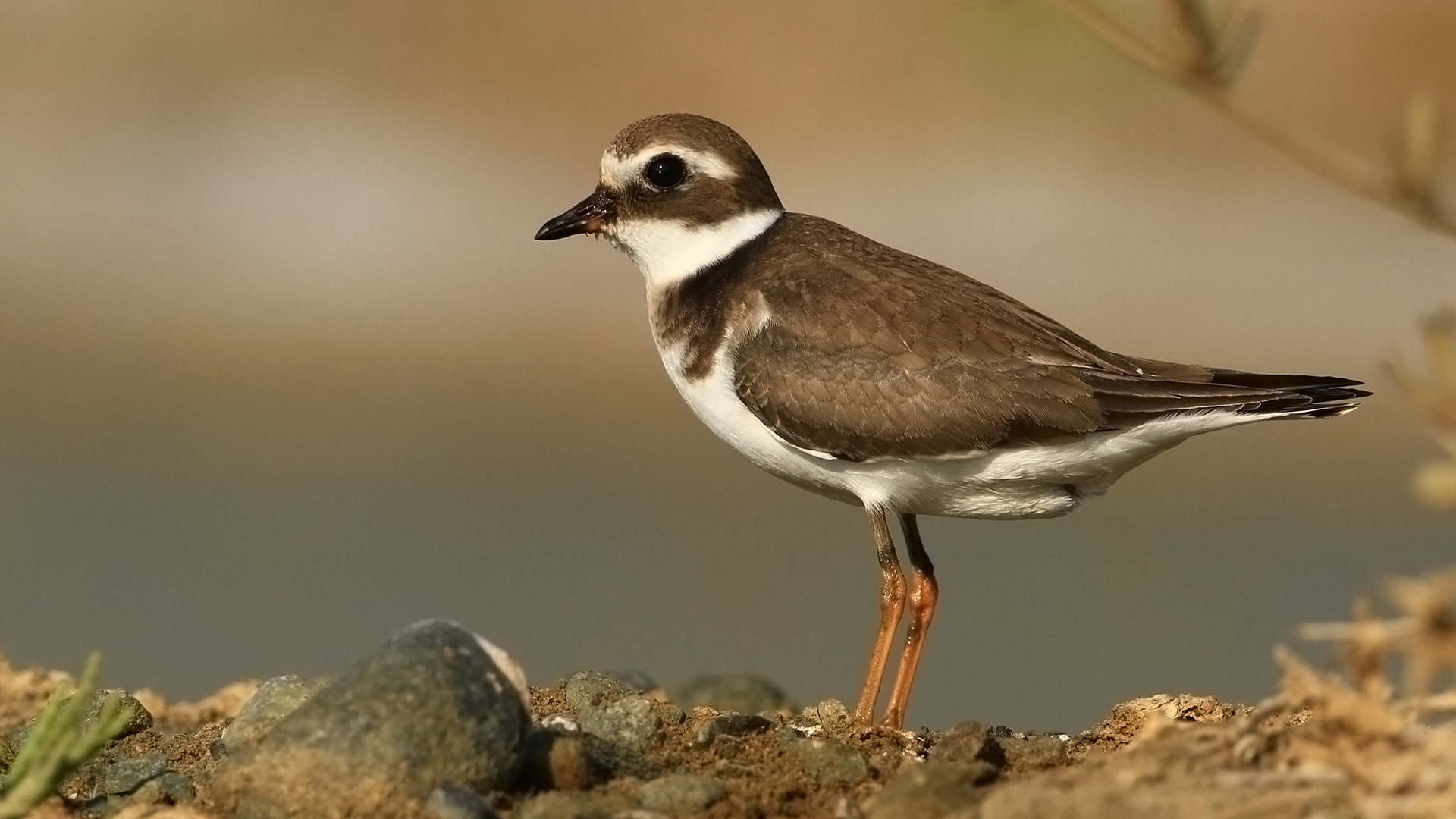 Halkalı cılıbıt » Common Ringed Plover » Charadrius hiaticula
