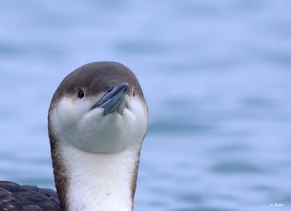 Karagerdanlı dalgıç