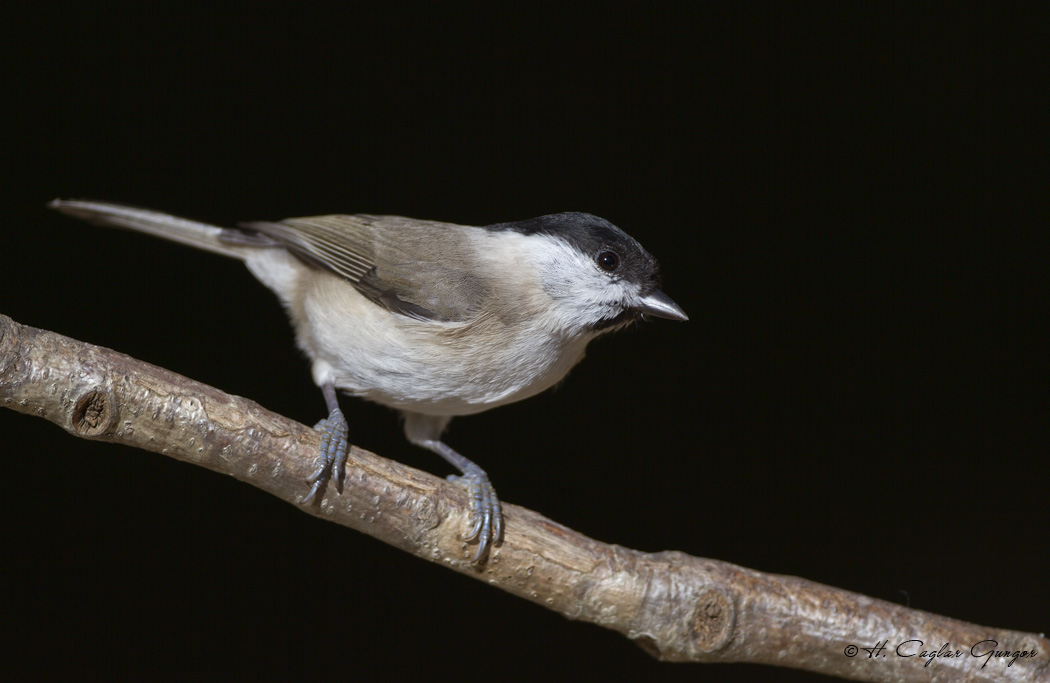Kayın baştankarası
