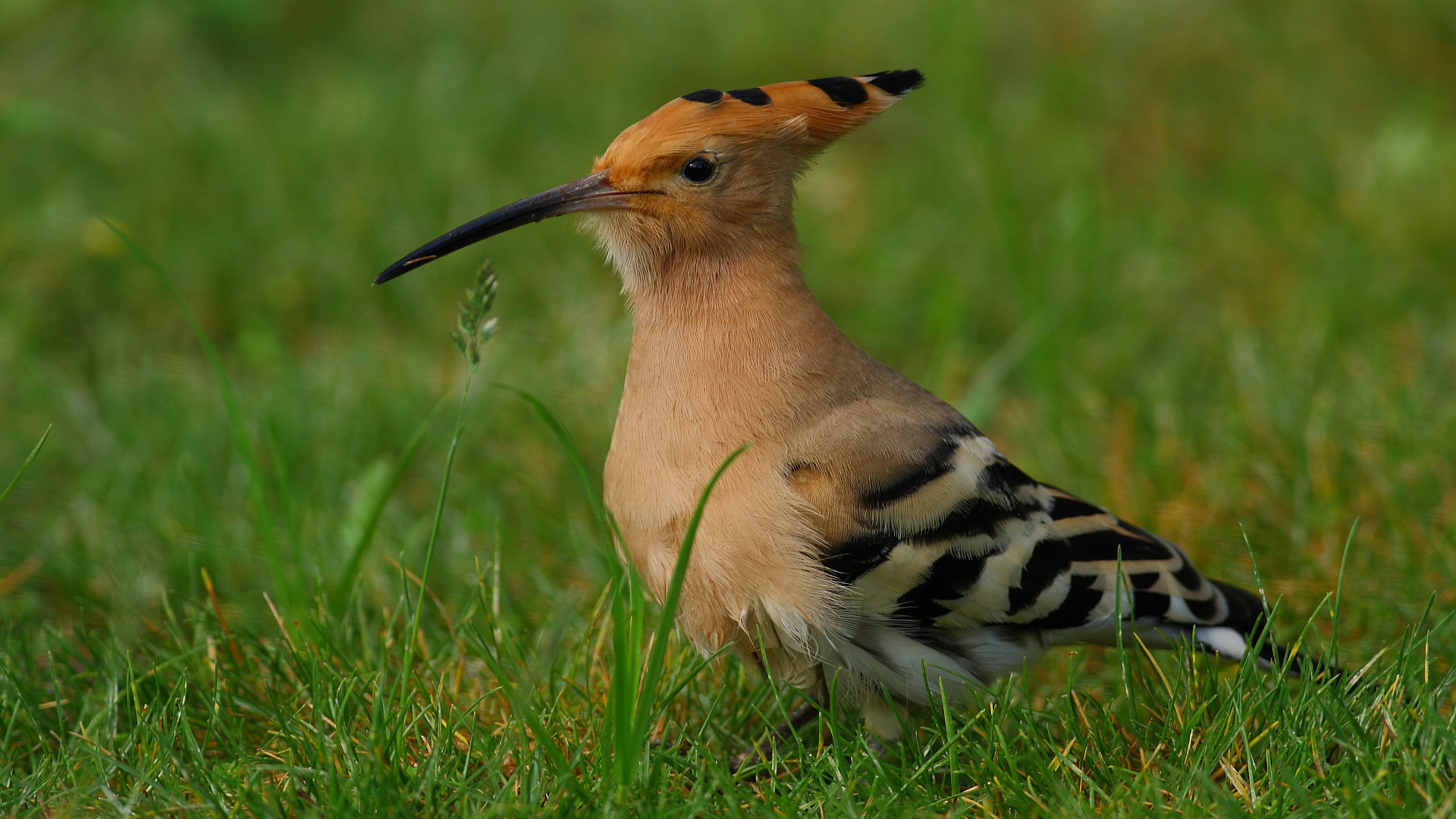 İbibik » Eurasian Hoopoe » Upupa epops